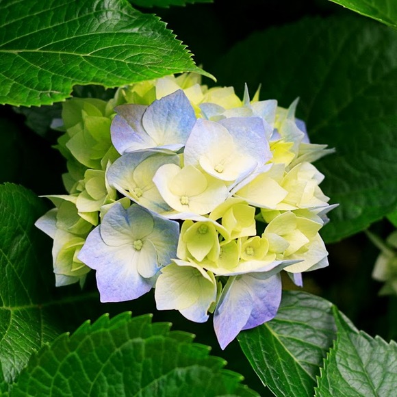 Meet your Posher, Patricia - Picture 1 of 1